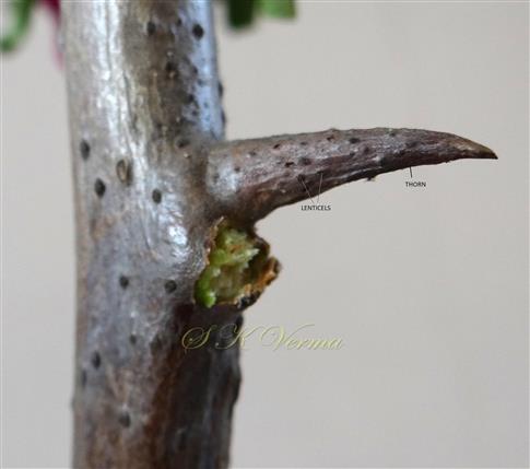  Thorn